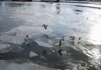 流氷上で羽を休めるカモメ
